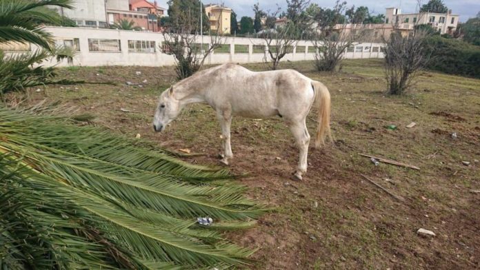 cavallo_malnutrito_ardea